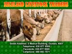 ZULULAND LIVESTOCK TRADERS